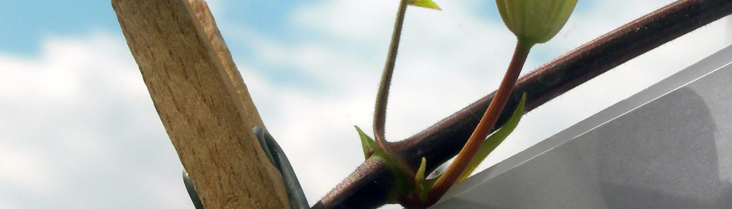 Feuille accrochée à une branche avec une pince à linge pendant la Grande Lessive